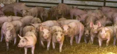 Effort to overturn California animal welfare law is Republican overreach, Dems say