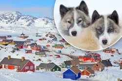 World’s oldest domesticated dog breed has lived with humans for 1,000 years, new study shows — but their population is plummeting