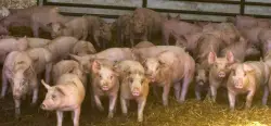 Effort to overturn California animal welfare law is Republican overreach, Dems say